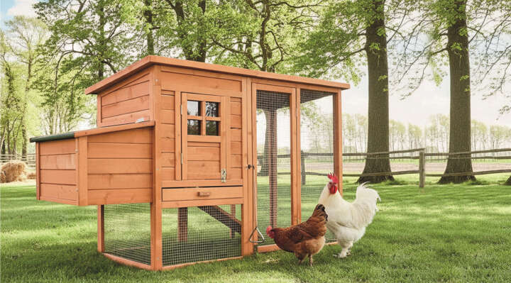 huehner vor huehnerstall auf gruner wiese